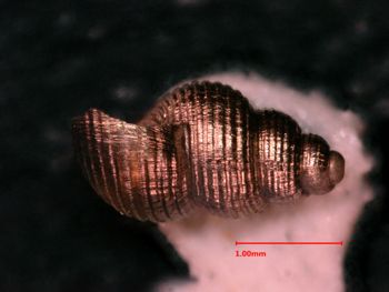 Media type: image;   Malacology 34444 Description: side view of shell;  Aspect: lateral